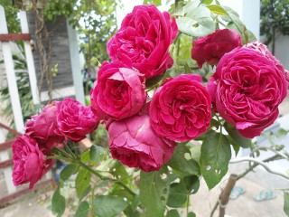 Hoa hồng leo Red Eden rose mang sắc đỏ kiêu sa lộng lẫy